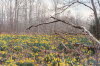 Field of Flowers